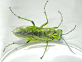 Rhogogaster chlorosoma